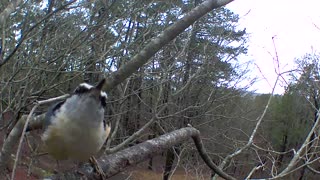 nuthatch posing