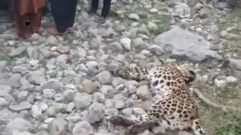 Attacked the Leopard man.