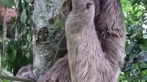 Man helps sloth cross the street