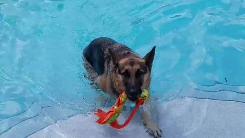 german shepherd swim