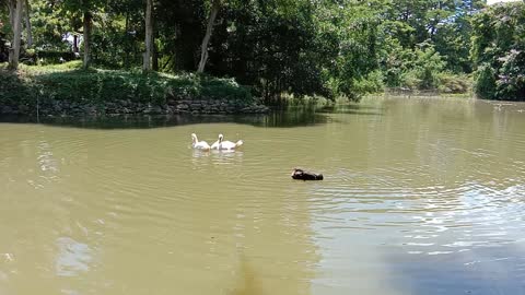 three swans take a super kute summer shower