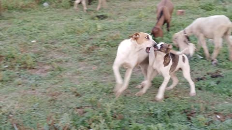 Guardians of goats the dogs are busy in their own games