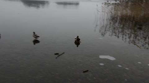 Duck Lands On Frozen Lake, Ice Skates The Rest Of The Way