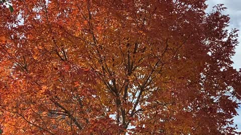 Color of the day- Orange