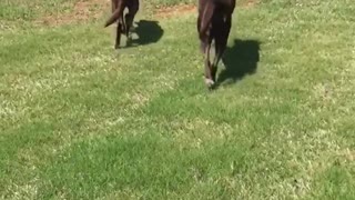 Henry and Sarah excitement over a golf ball