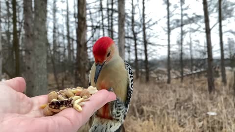 Hand-Feeding a Beautiful Red-Bellied Woodpecker in Slow Motion.