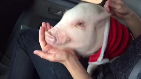 Pickle the mini pig munches on some chips