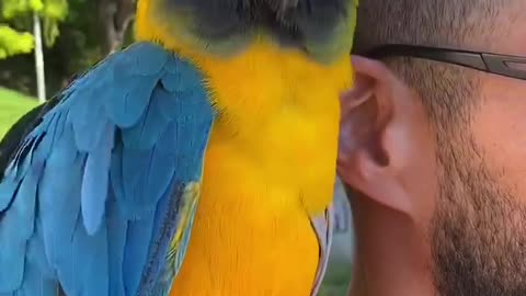 Talkative macaw 🤪