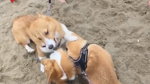 Cachorros de Corgi "boxeando" en cámara lenta son demasiado adorables