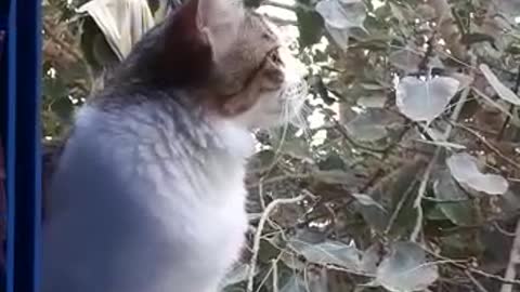 When cats long for the sound of birds