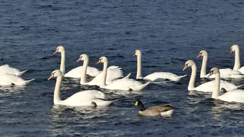 Bird White Water Ducks Swans