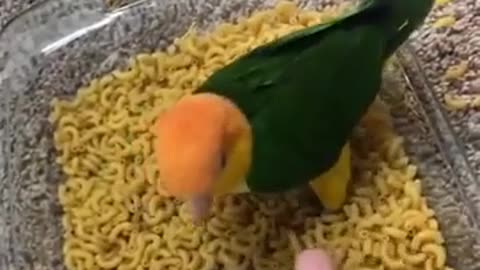 Super funny Birds ,Parrots and other animal