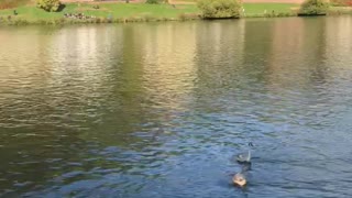 Relaxing time for docks in the river