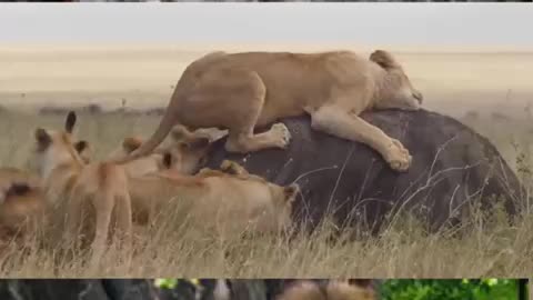 Dangerous fight between 10 lions a