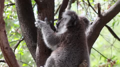 Cute koala climbs the tree and looks for food