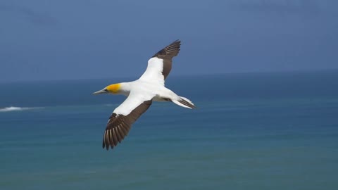 Flying Gannet Bird