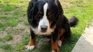 Naughty Bernese Mountain Dog plays with cushion outside