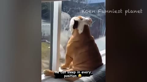 Funny dogs and cats video compilation