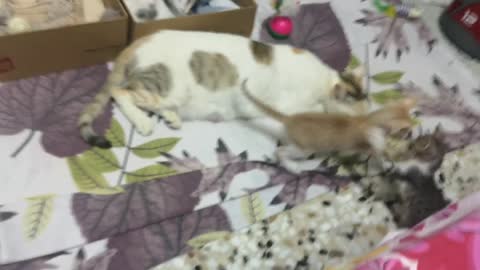 Cute Kittens Fighting and Mom Cat is Sleeping