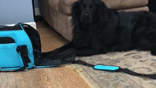 Big dog tries to fit in tiny bag, throws temper tantrum