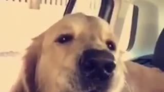 Golden retriever howls in car when siren passes by