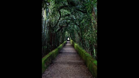 AMAZING TREE TUNNELS YOU MUST KNOW IN