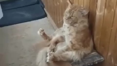 The cat was tired and decided to rest, the cat's halt. Video