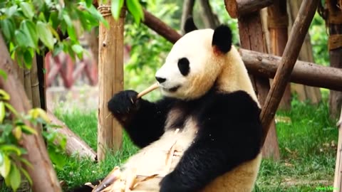 Funny pandas, resting.