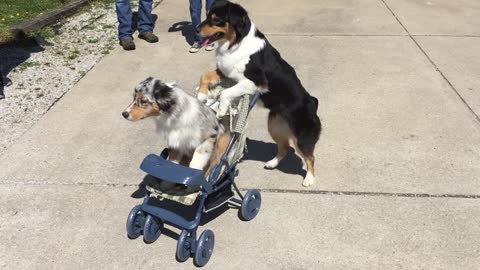 Dog Pushes Another Dog In A Baby Stroller Around A Park