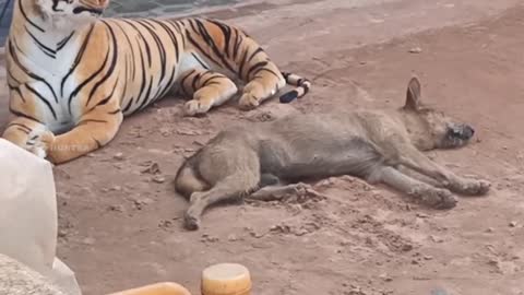 real dog vs fake tiger prank Indian video