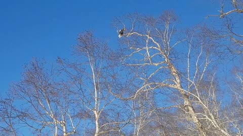 Bald eagle in Kamchatka