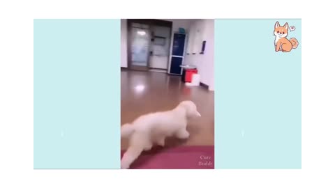 Intelligent funny dog