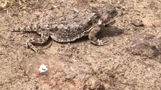 Arizona Horny Toad