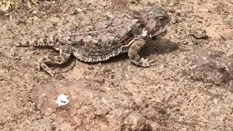 Arizona Horny Toad