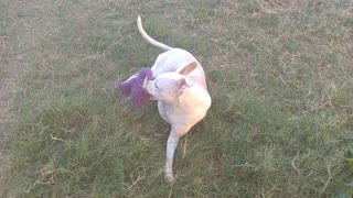 Star loves her Purple Elephant Toy