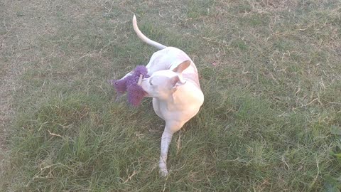 Star loves her Purple Elephant Toy