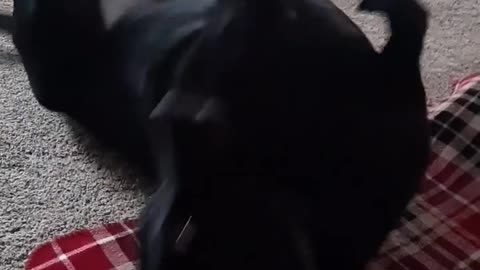 Cute Black Lab Playing And Being Silly