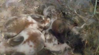 My 5 baby bunnies!