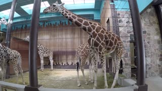 Milwaukee County Zoo Giraffe Exhibit