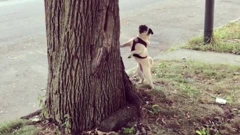 Dogy Wants To Climb the Tree