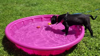 Max's First time with the pool