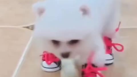 cute dog wearing shoes is walking