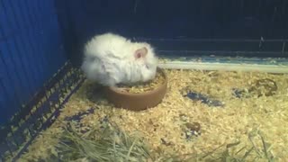 White abyssinian guinea pig, eating inside of the bowl, so fuffly! [Nature & Animals]