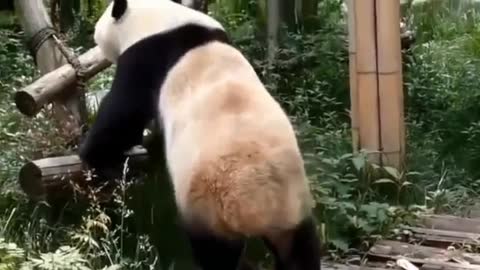 Crazy and funny panda video must watch