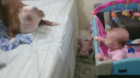 Bebê e pitbulls, crise de riso.