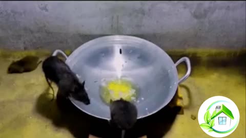 easy mouse | rat trap so funny | clean HOUSE
