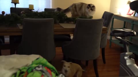 dog and cat meeting for the first time