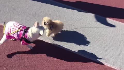 Poodle puppy plays with French Bulldog