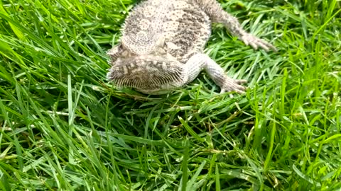 Booping my lizard snoot