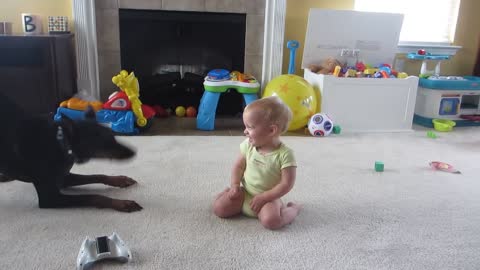 Doberman playing with Babies